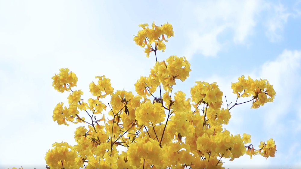 春雷，鳴響奮進的號角