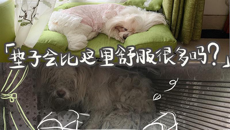 寵TA|5·29愛犬日：買不到的愛就在身邊 流浪的TA渴望一個(gè)家