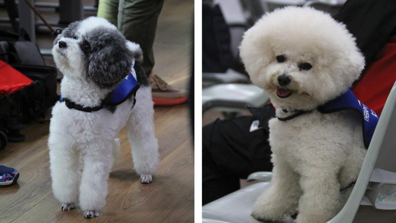 全國首個高校常駐治療犬有望落地深圳！不會說話的“醫(yī)生”備受期待